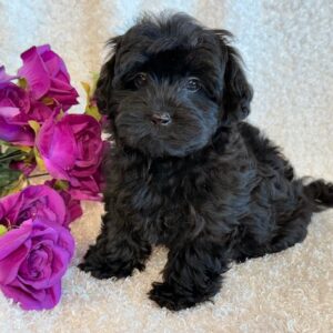 KiKi- YorkiePoo