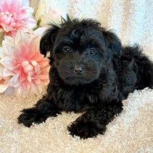 Katana- YorkiePoo