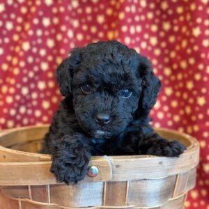 Miller – Toy Poodle