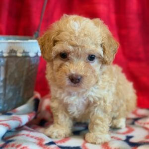Miles – Toy Poodle