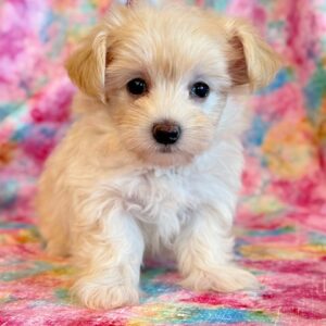 Sparkle – MaltiPoo