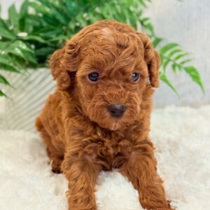 Scarlet- Miniature Poodle