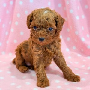 Sadie – Miniature Poodle