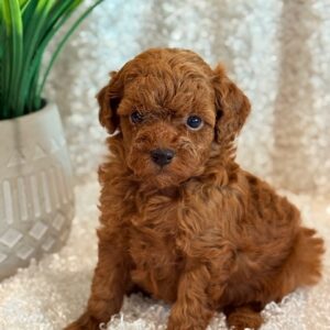 Sugar – Miniature Poodles