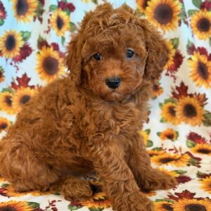 Scarlet- Miniature Poodle