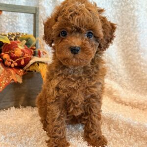 Sadie – Miniature Poodle