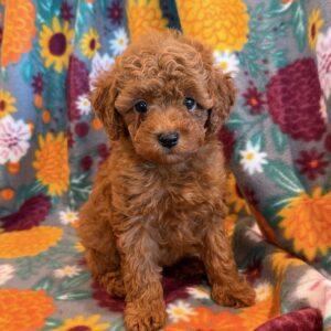 Sugar – Miniature Poodles