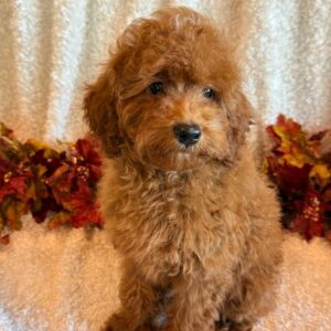Scarlet- Miniature Poodle
