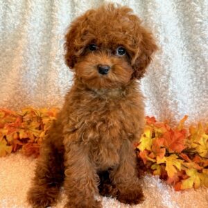 Sadie – Miniature Poodle