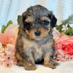 Mitzi – Toy Poodle