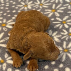 Snickers – Miniature Poodle