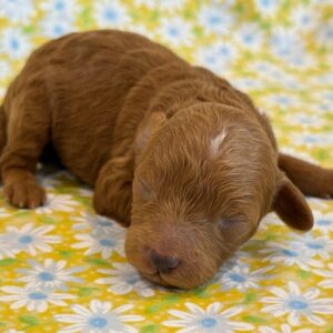 Sadie – Miniature Poodle
