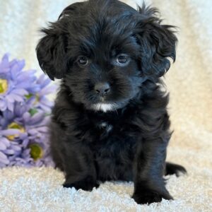 Roxie