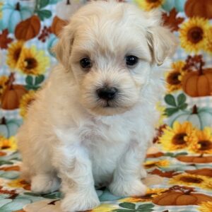 Wyatt – MaltiPoo