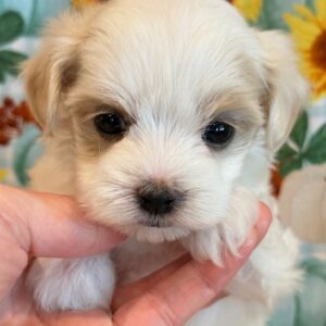 Willow – MaltiPoo