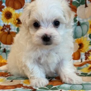 Wendy – MaltiPoo