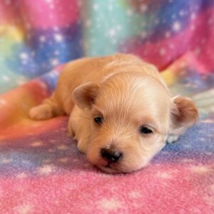 Wyatt – MaltiPoo