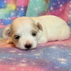 Willow – MaltiPoo