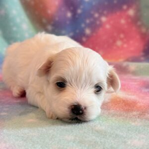 Wendy – MaltiPoo