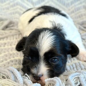 Baylor
