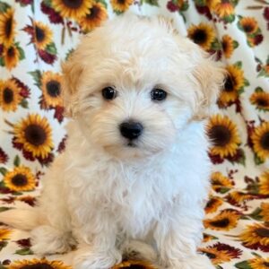 Wyatt – MaltiPoo