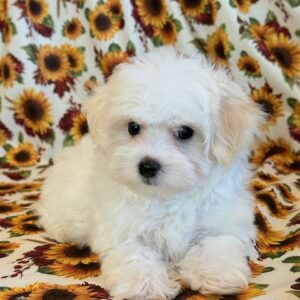 Wendy – MaltiPoo