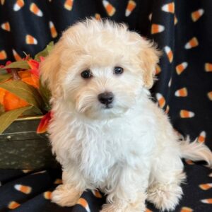 Wyatt – MaltiPoo