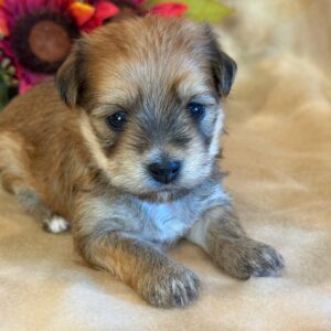 Ellie – Morkie