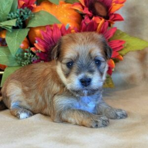 Elmo- Morkie