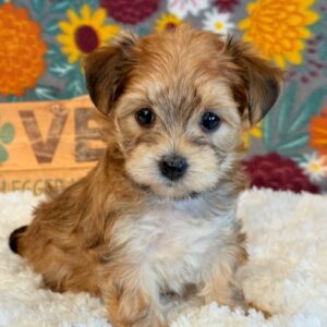Ellie – Morkie