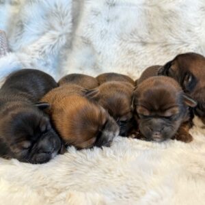 MaKenna’s Shorkies