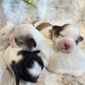 Mia’s Litter of Malshi Puppies