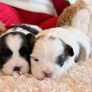 Moxie’s Malshi’s