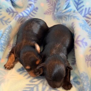 Hailey’s YorkiePoos