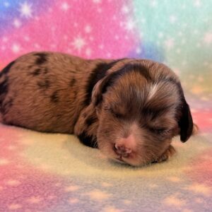 Caroline’s Cockapoos