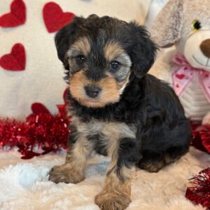 Kota-Yorkie Poo