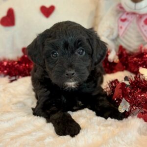 Kirby – Yorkie Poo