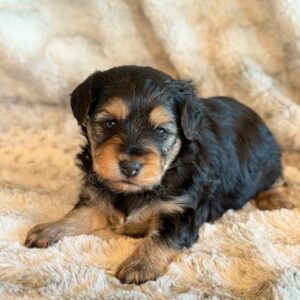 Kota-Yorkie Poo