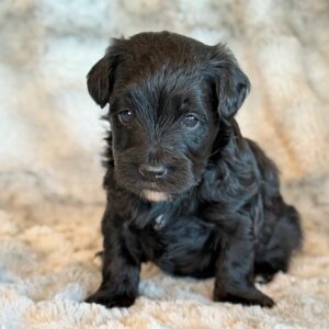 Kirby – Yorkie Poo