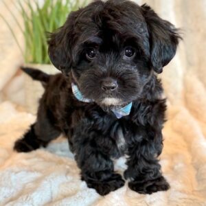 Kirby – Yorkie Poo