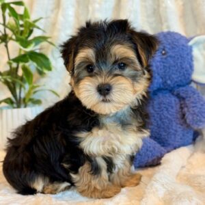 Loki-Morkie