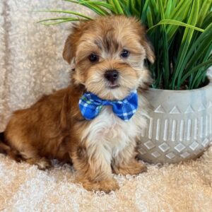 Leo- Morkie