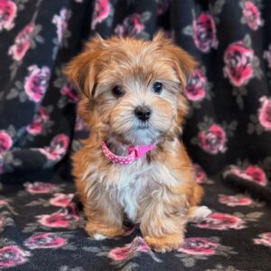 Lucy- Morkie