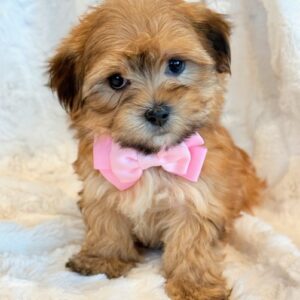 Lacey- Morkie