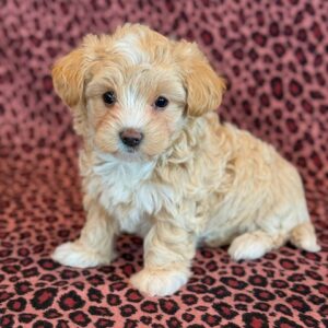 Taffy – MaltiPoo