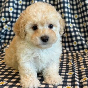 Auggie