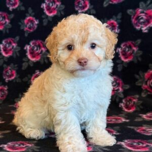 Annabell