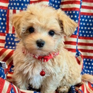 Cheetah- MaltiPoo