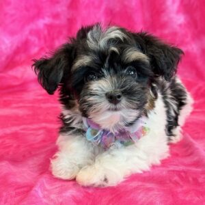 Charlotte- MaltiPoo