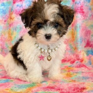 Candy- MaltiPoo